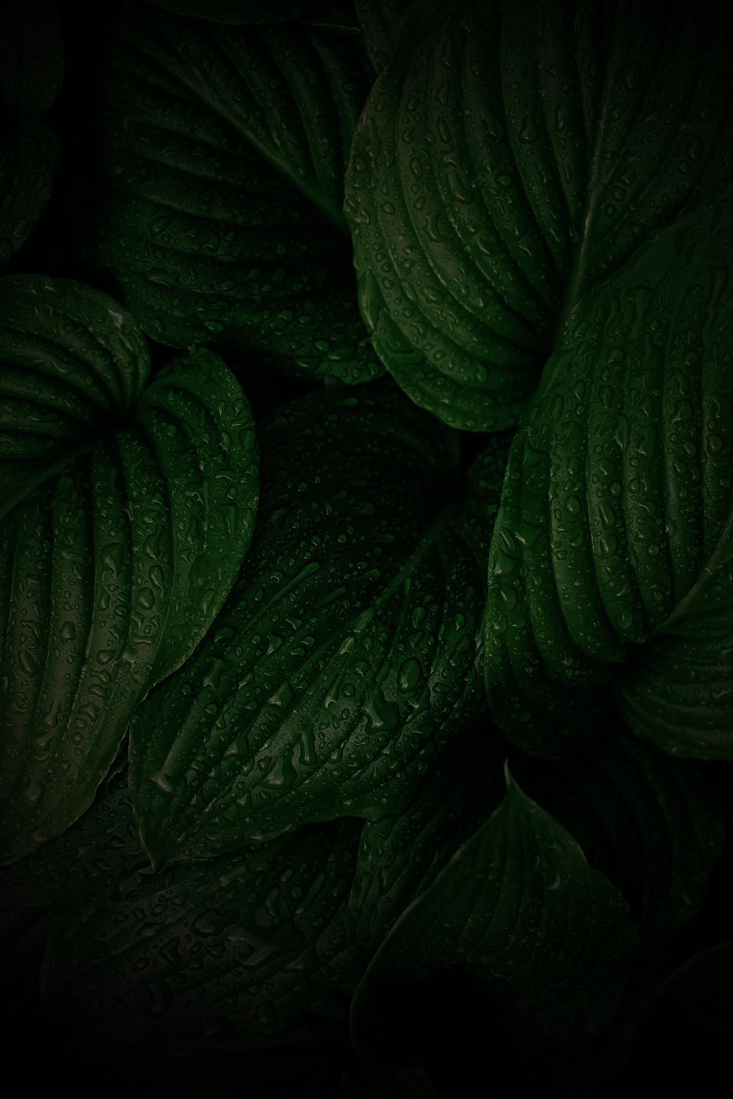 Green Leaves dark tone background